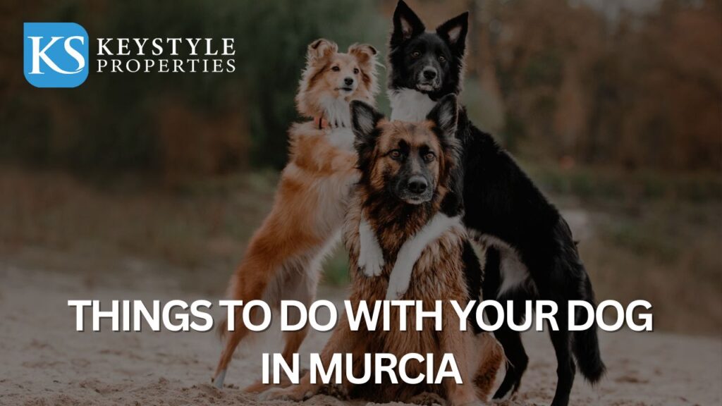 Things to Do with Your Dog in Murcia